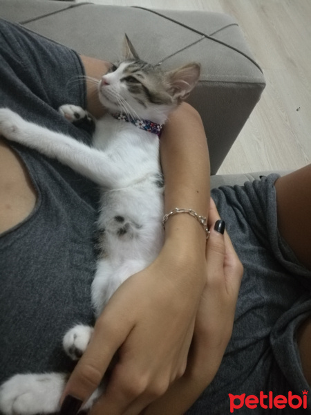 Tekir Kedi, Kedi  Mia fotoğrafı