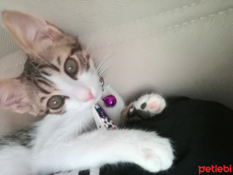 Tekir Kedi, Kedi  Mia fotoğrafı