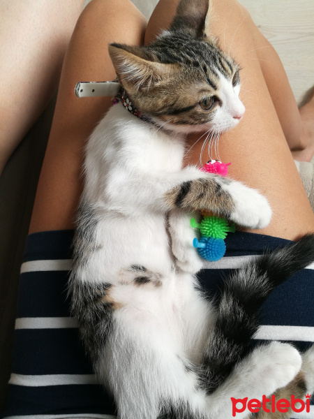 Tekir Kedi, Kedi  Mia fotoğrafı