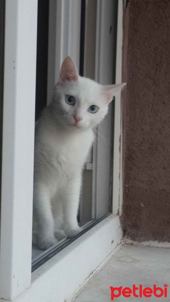 Ankara Kedisi, Kedi  Nazlı fotoğrafı