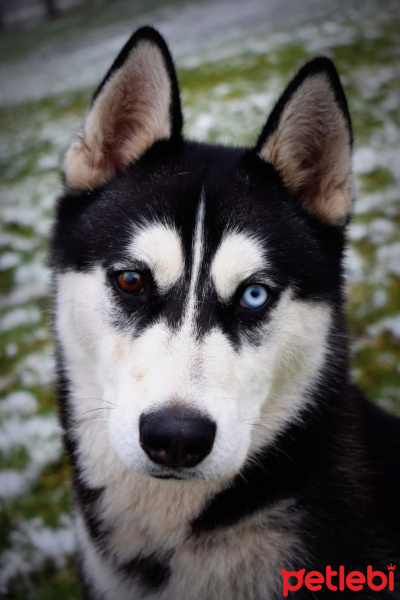 Sibirya Kurdu (Husky), Köpek  Zeus fotoğrafı
