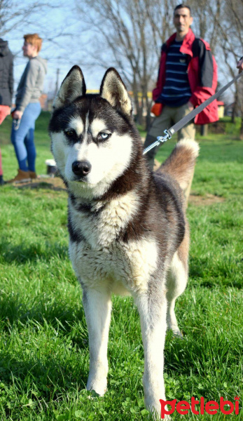 Sibirya Kurdu (Husky), Köpek  Zeus fotoğrafı