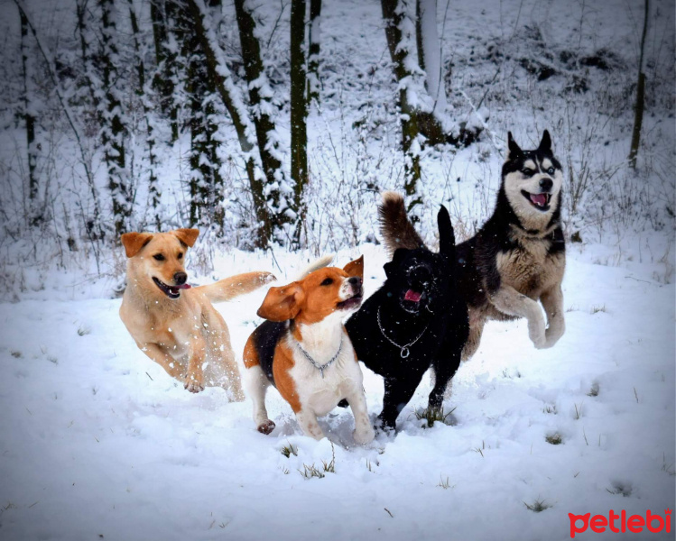 Sibirya Kurdu (Husky), Köpek  Zeus fotoğrafı