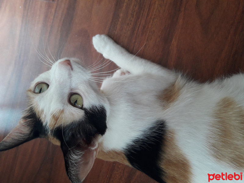 Tekir Kedi, Kedi  Hamur fotoğrafı