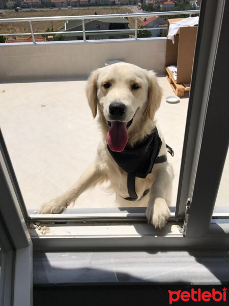 Golden Retriever, Köpek  oscar fotoğrafı