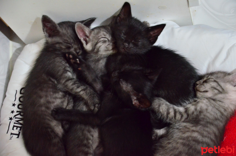 Bombay, Kedi  Ufaklıklar fotoğrafı