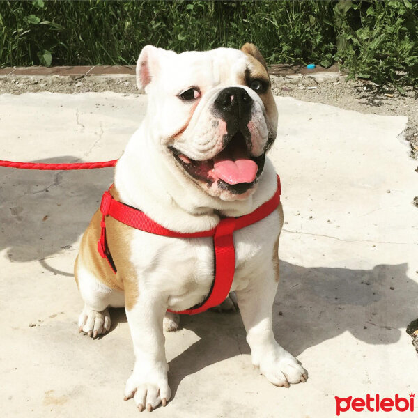 İngiliz Bulldog, Köpek  oscar fotoğrafı