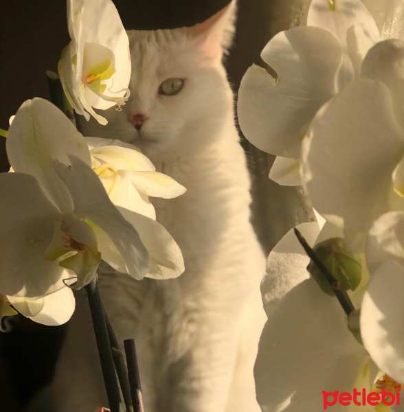 Ankara Kedisi, Kedi  Pamuk fotoğrafı