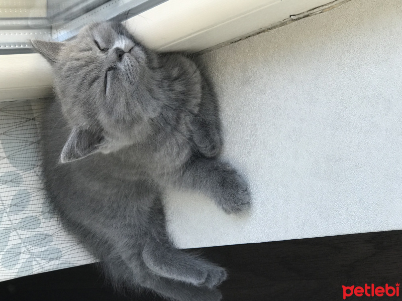 British Shorthair, Kedi  Pisi fotoğrafı