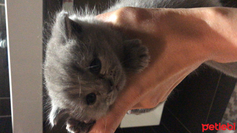 British Shorthair, Kedi  Pisi fotoğrafı