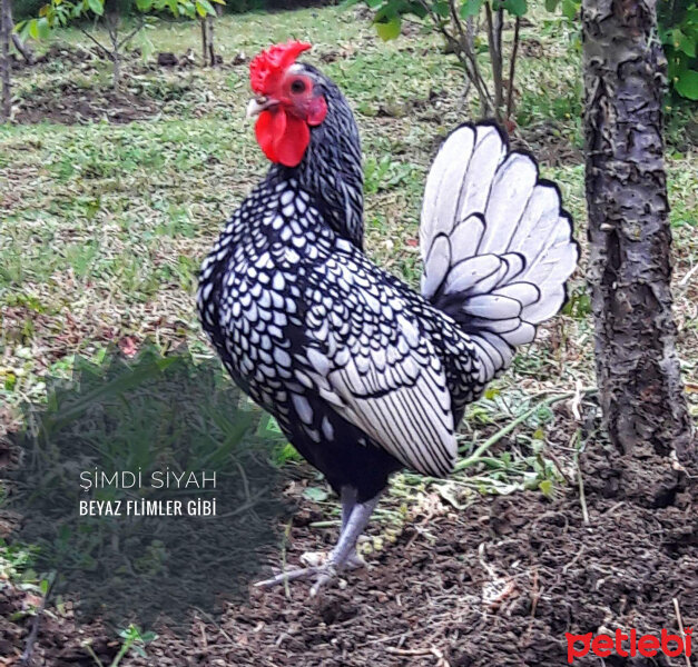 Muhabbet Kuşu, Kuş  Gold Zibrit ve silver zibrit fotoğrafı