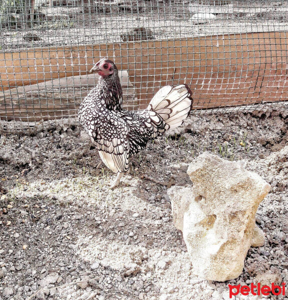 Muhabbet Kuşu, Kuş  Gold Zibrit ve silver zibrit fotoğrafı