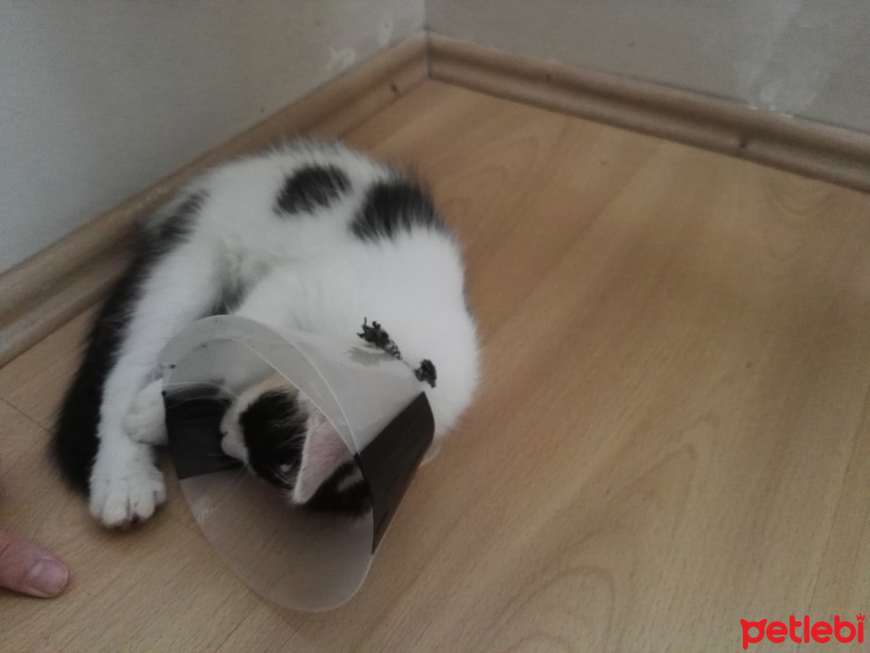 Tuxedo (Smokin) Kedi, Kedi  Poğça fotoğrafı