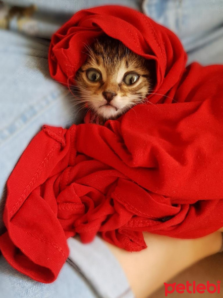 Tekir Kedi, Kedi  William fotoğrafı