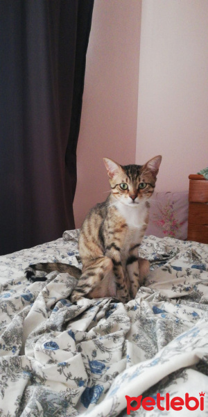 Tekir Kedi, Kedi  William fotoğrafı