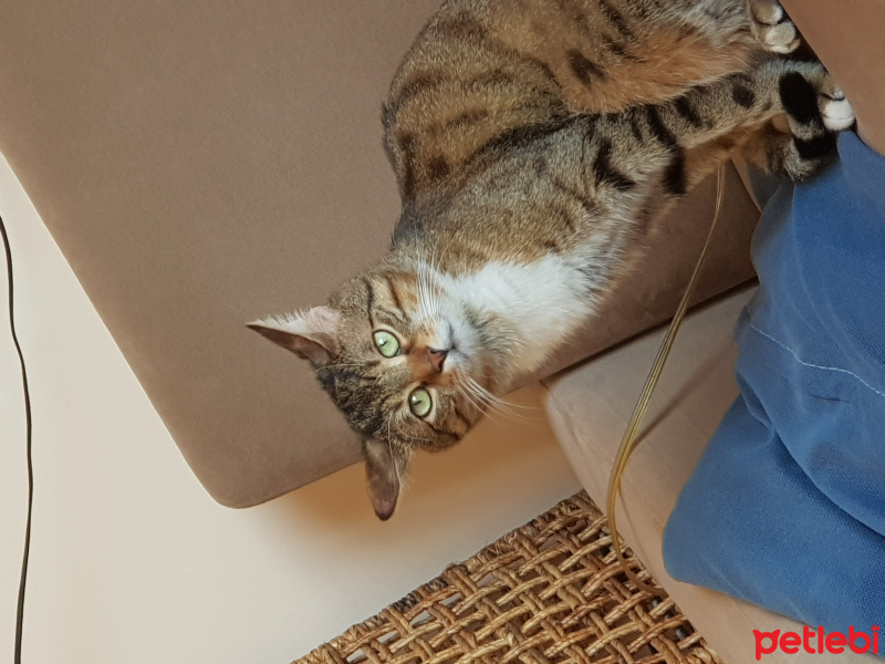 Tekir Kedi, Kedi  William fotoğrafı