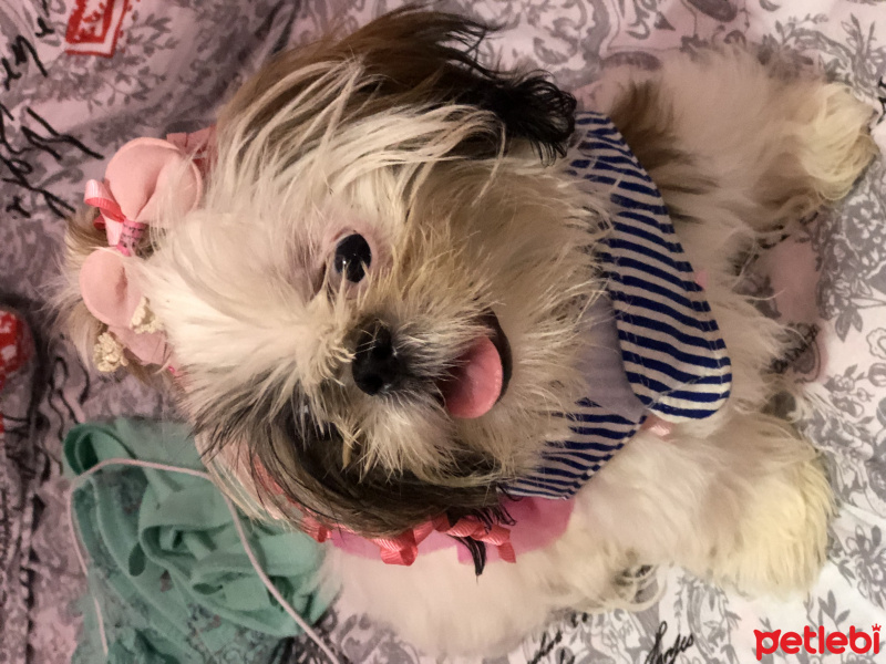 Shih Tzu, Köpek  Köpük fotoğrafı