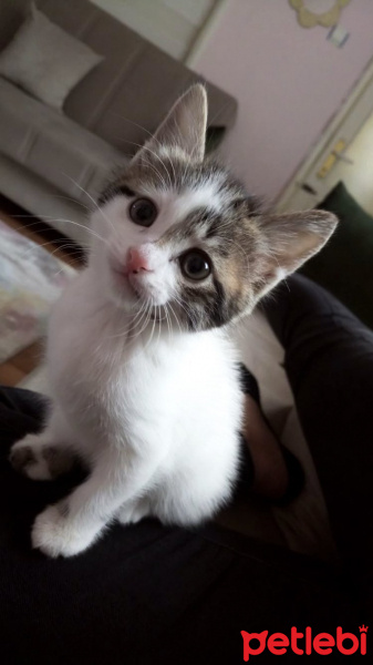 Tekir Kedi, Kedi  Gucci fotoğrafı