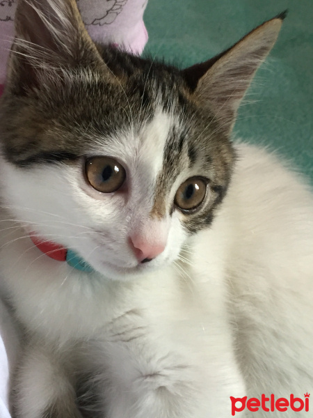 Tekir Kedi, Kedi  Gucci fotoğrafı