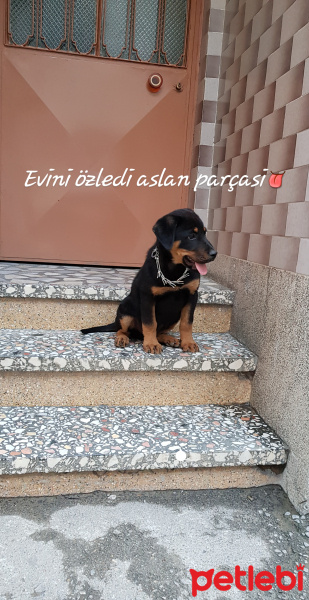 Rottweiler, Köpek  Sherlock fotoğrafı