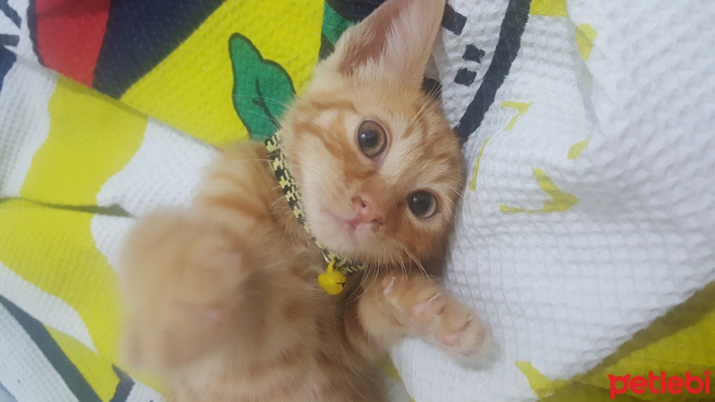 Tekir Kedi, Kedi  Bombi fotoğrafı