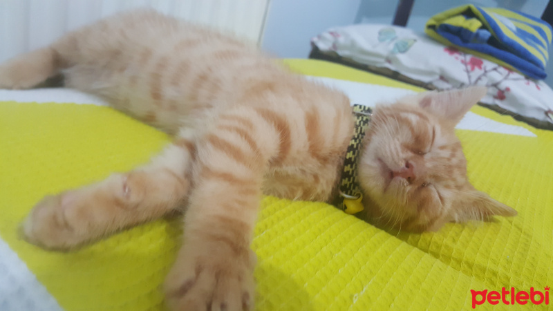 Tekir Kedi, Kedi  Bombi fotoğrafı