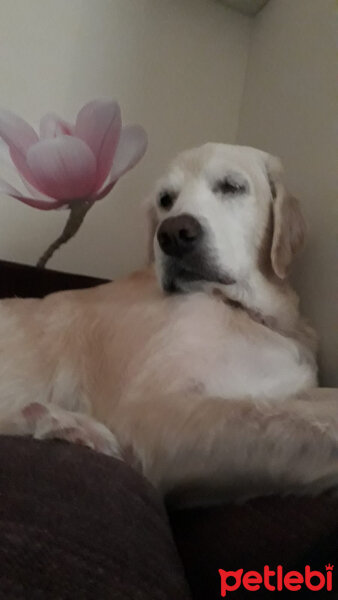 Golden Retriever, Köpek  Çakıl fotoğrafı