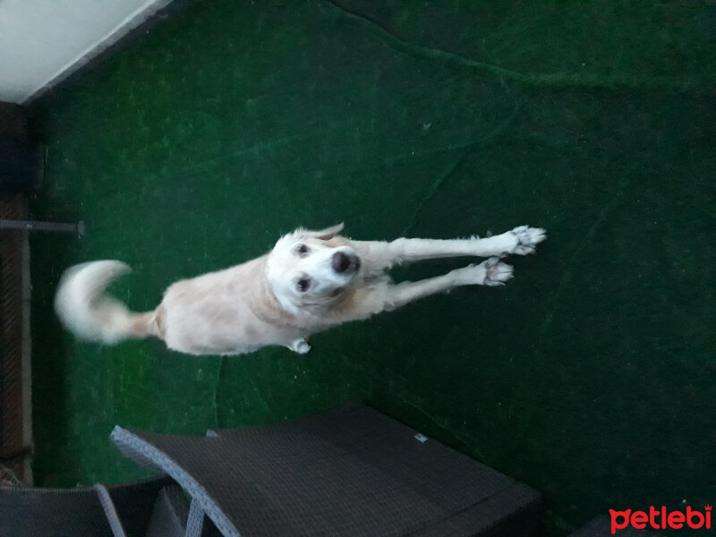 Golden Retriever, Köpek  Çakıl fotoğrafı