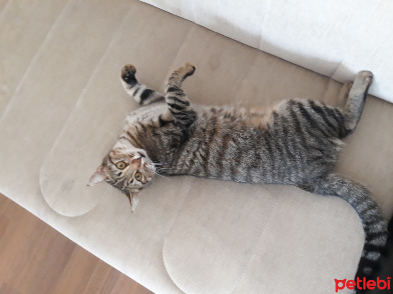 Tekir Kedi, Kedi  Prenses  ve kütük fotoğrafı