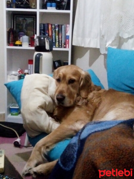 Golden Retriever, Köpek  Mısır fotoğrafı