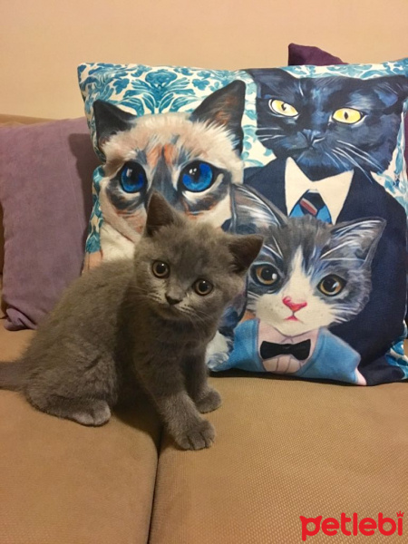 British Shorthair, Kedi  KÜLLÜ fotoğrafı