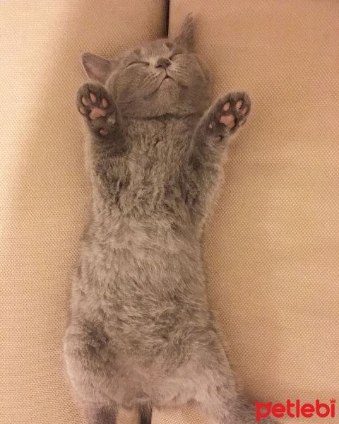British Shorthair, Kedi  KÜLLÜ fotoğrafı