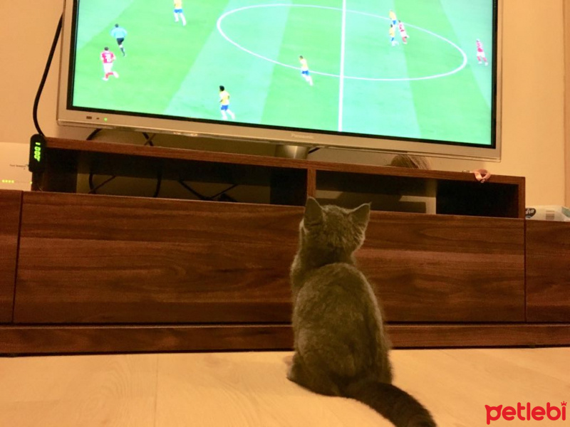 British Shorthair, Kedi  KÜLLÜ fotoğrafı