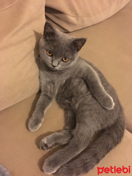 British Shorthair, Kedi  KÜLLÜ fotoğrafı