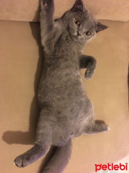British Shorthair, Kedi  KÜLLÜ fotoğrafı