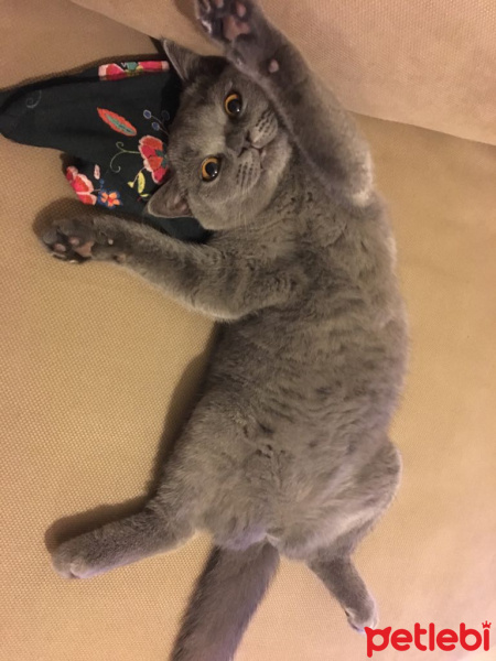 British Shorthair, Kedi  KÜLLÜ fotoğrafı