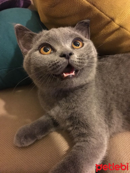 British Shorthair, Kedi  KÜLLÜ fotoğrafı