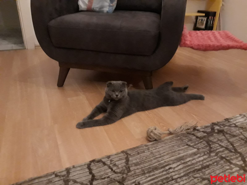 Scottish Fold, Kedi  Maşa fotoğrafı
