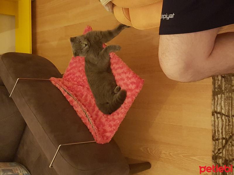 Scottish Fold, Kedi  Maşa fotoğrafı