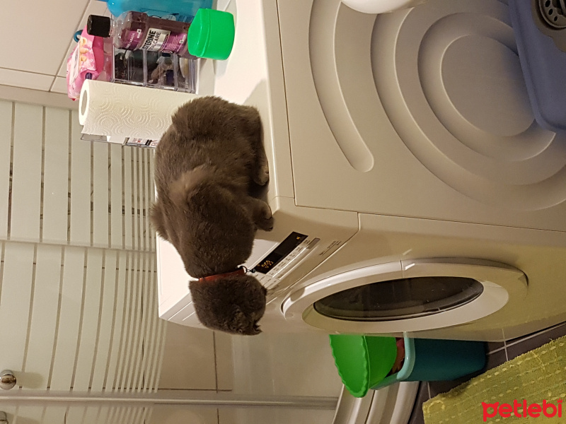 Scottish Fold, Kedi  Maşa fotoğrafı
