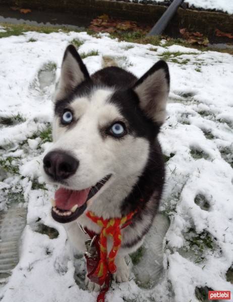 Sibirya Kurdu (Husky), Köpek  Shila fotoğrafı