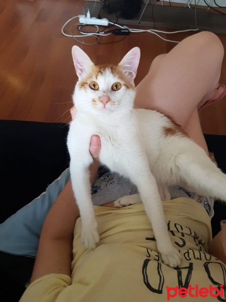 Tekir Kedi, Kedi  Jessie fotoğrafı