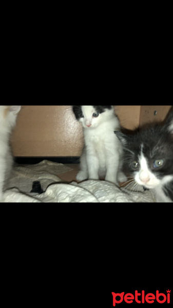 Soke, Kedi  Pisican fotoğrafı