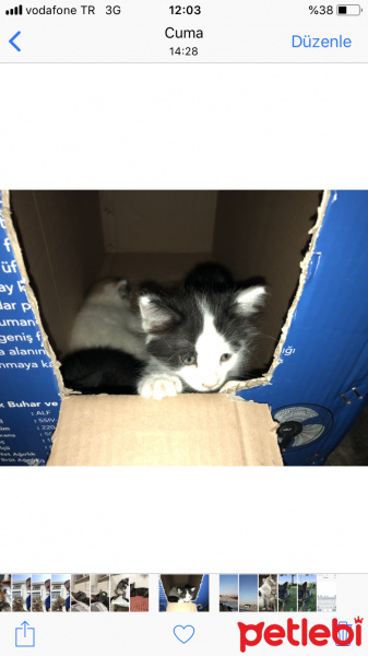 Soke, Kedi  Pisican fotoğrafı