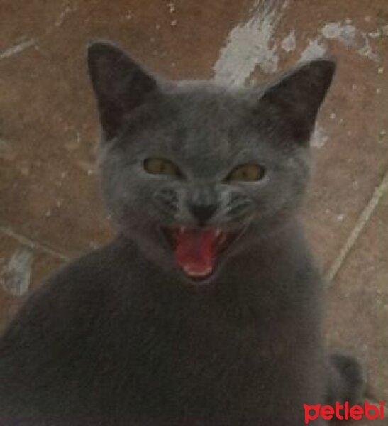 Scottish Fold, Kedi  mia fotoğrafı