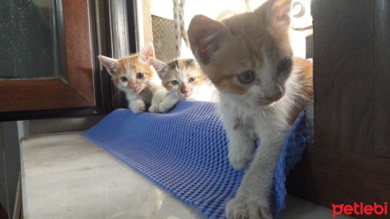 Tekir Kedi, Kedi  TEKİR fotoğrafı