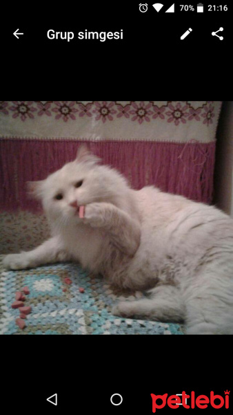 İran Kedisi (Persian), Kedi  Bihter fotoğrafı