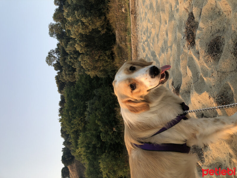 Golden Retriever, Köpek  Murphy fotoğrafı