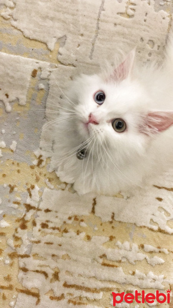 Chinchilla, Kedi  süti fotoğrafı