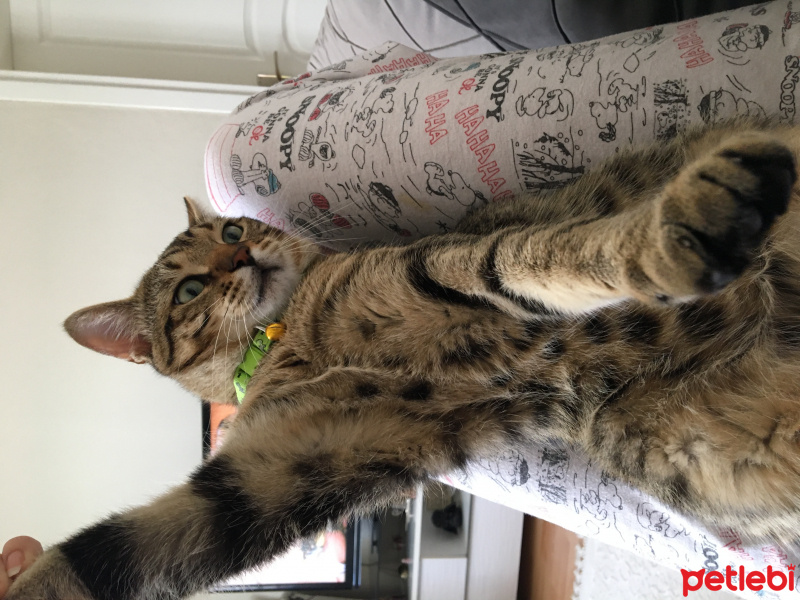 Tekir Kedi, Kedi  Rüzgar fotoğrafı